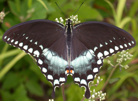 Spicebush Swallowtail Spicebush Swallowtail